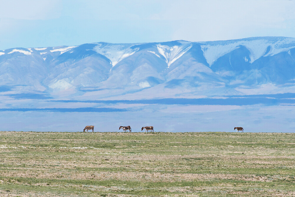 Qinghai Hoh Xil